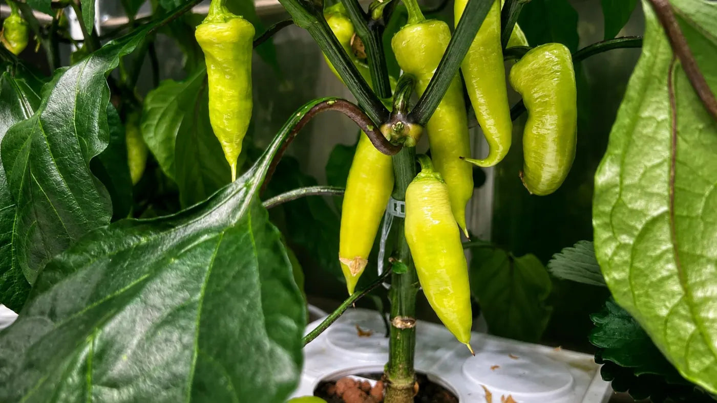Customer growing with a NatureTech system at home