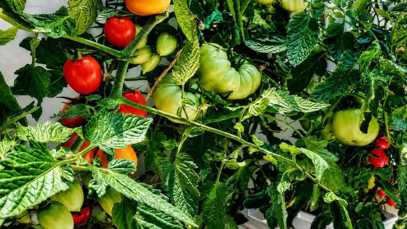 Customer growing with a NatureTech system at home