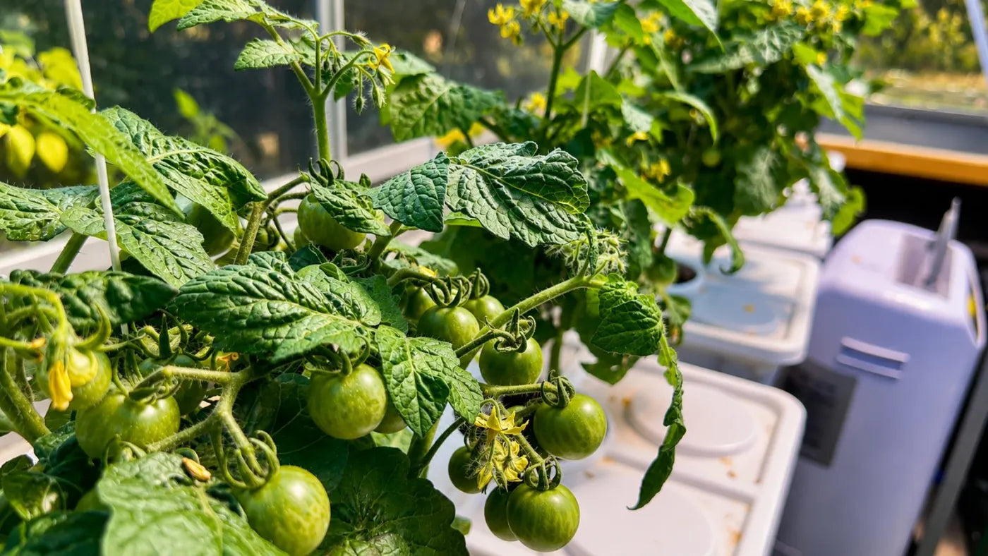 Customer growing with a NatureTech system at home