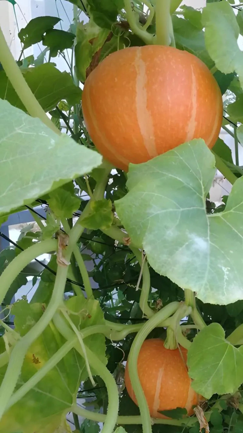 A NatureTech customer's plants growing at home