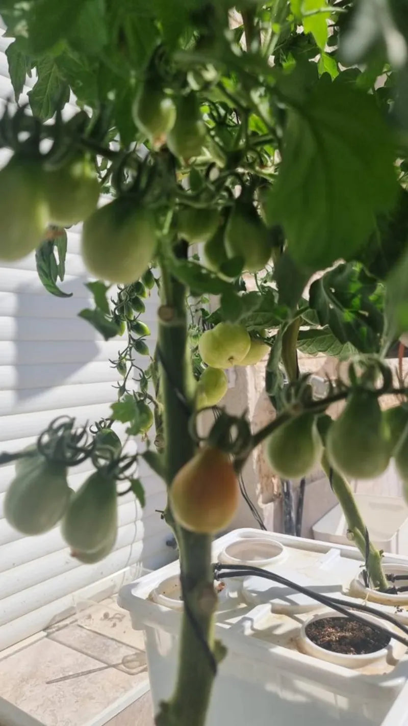 A NatureTech customer's plants growing at home