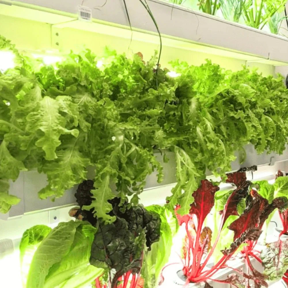 Wally hydroponic system growing in a real home