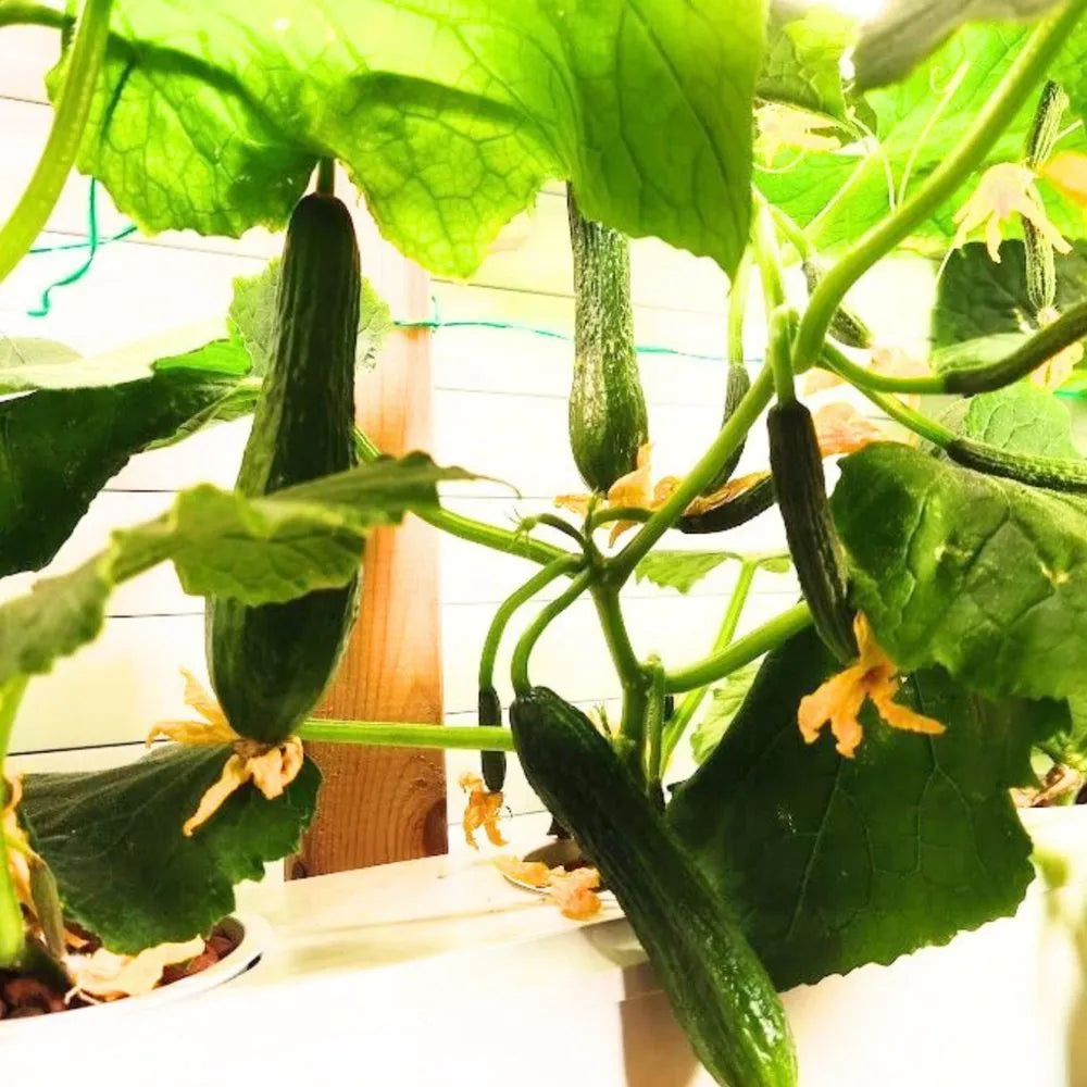 Wally hydroponic system growing in a real home
