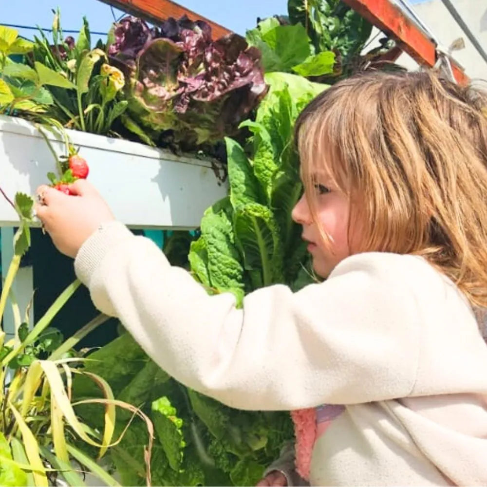Wally hydroponic system growing in a real home