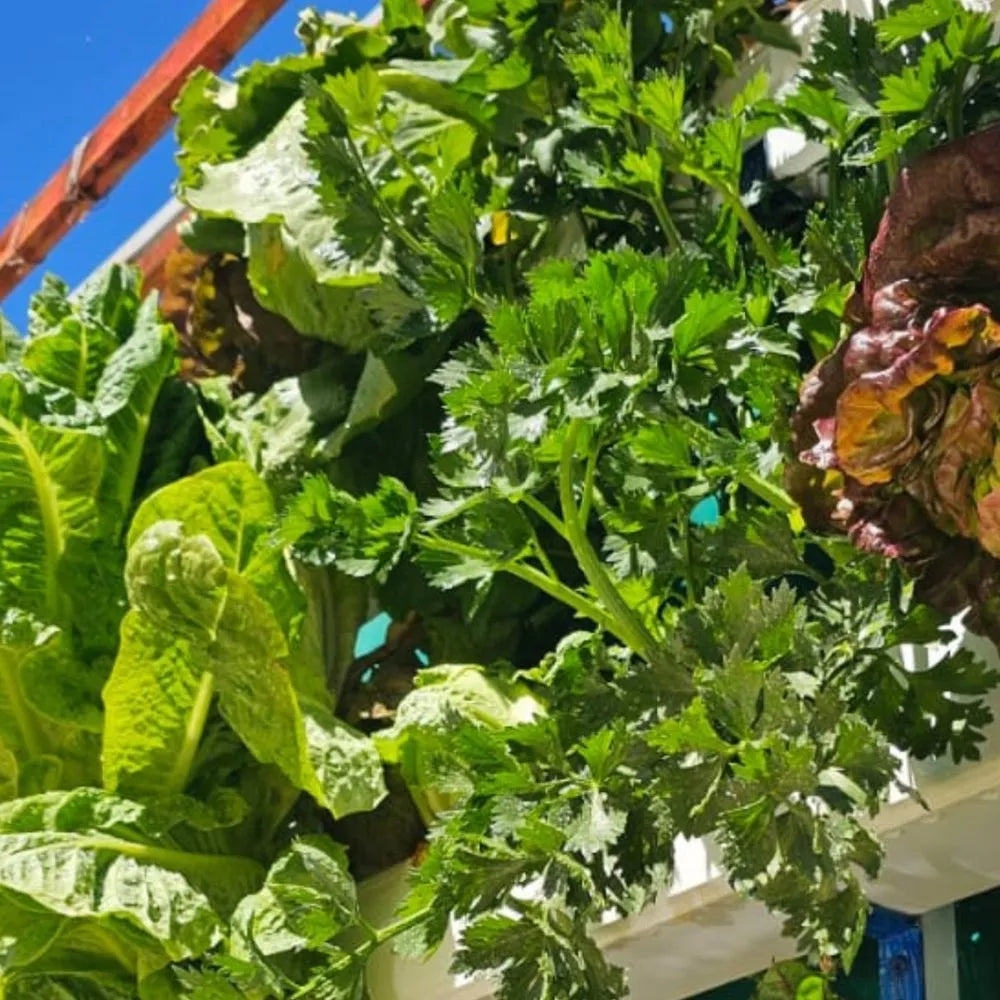 Wally hydroponic system growing in a real home
