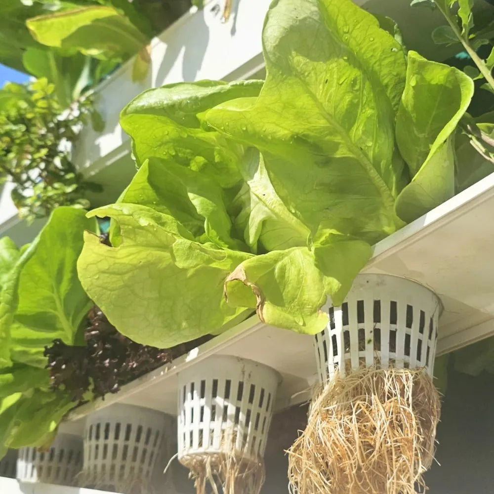 Wally hydroponic system growing in a real home