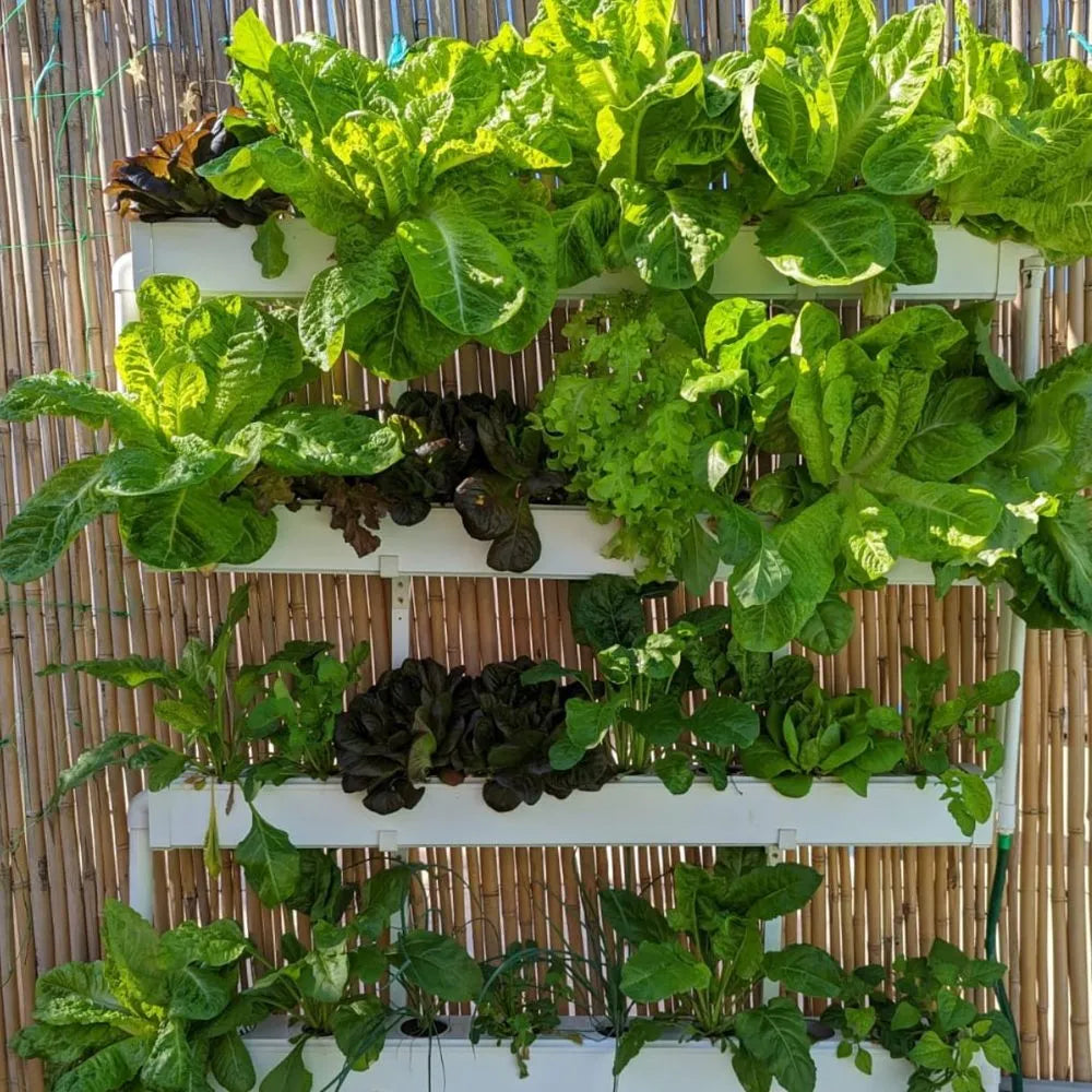 Wally hydroponic system growing in a real home