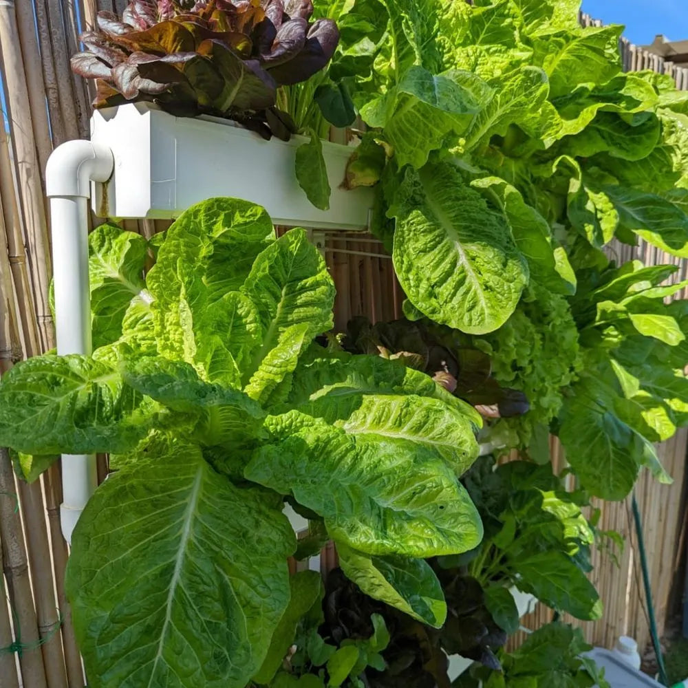 Wally hydroponic system growing in a real home