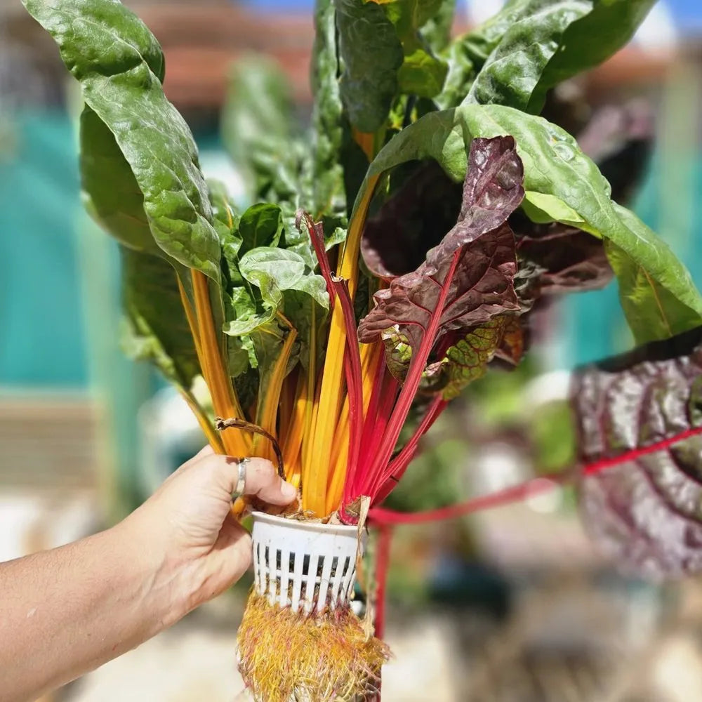 Wally hydroponic system growing in a real home