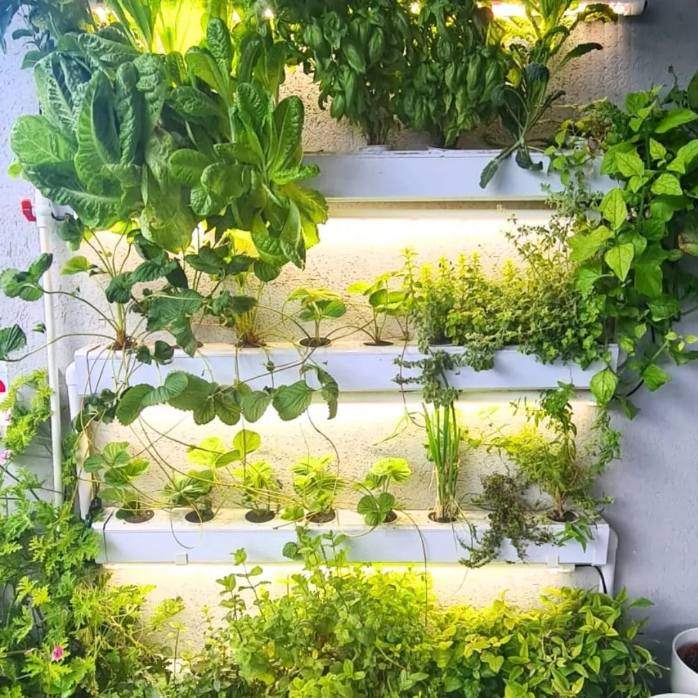 Wally hydroponic system growing in a real home