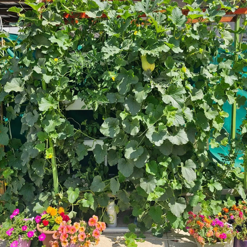 Wally hydroponic system growing in a real home