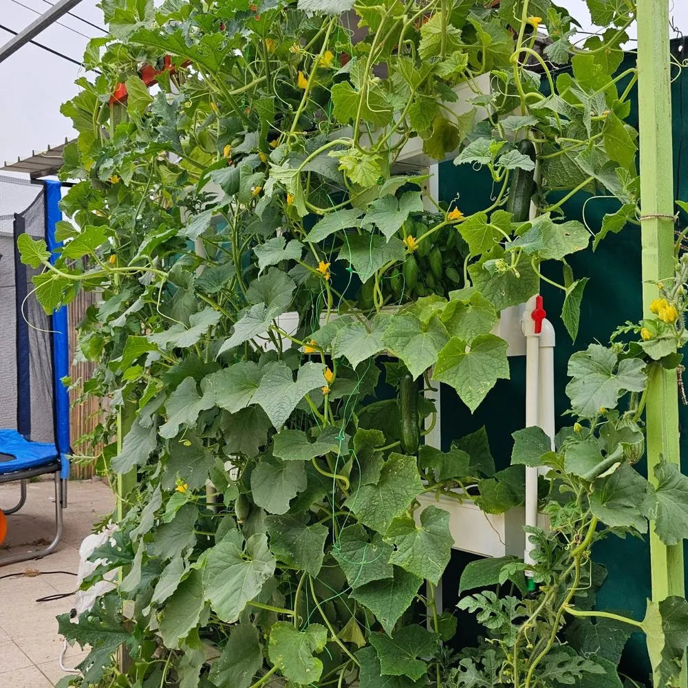 Wally hydroponic system growing in a real home