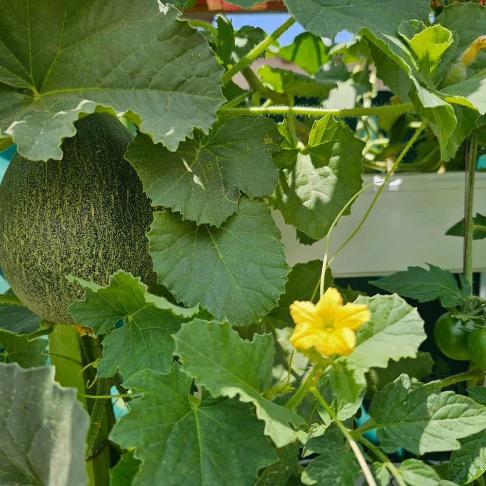 Wally hydroponic system growing in a real home