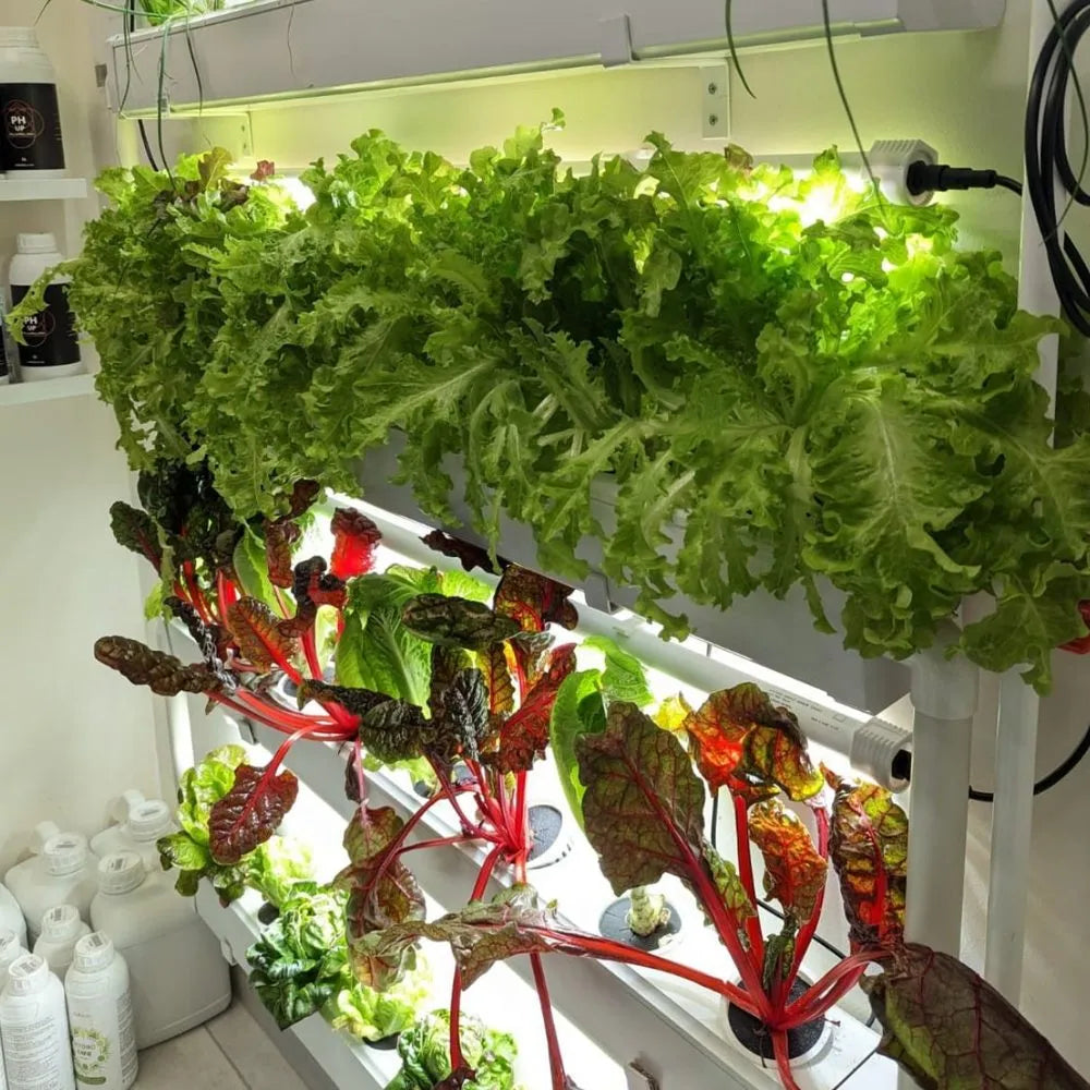 Wally hydroponic system growing in a real home