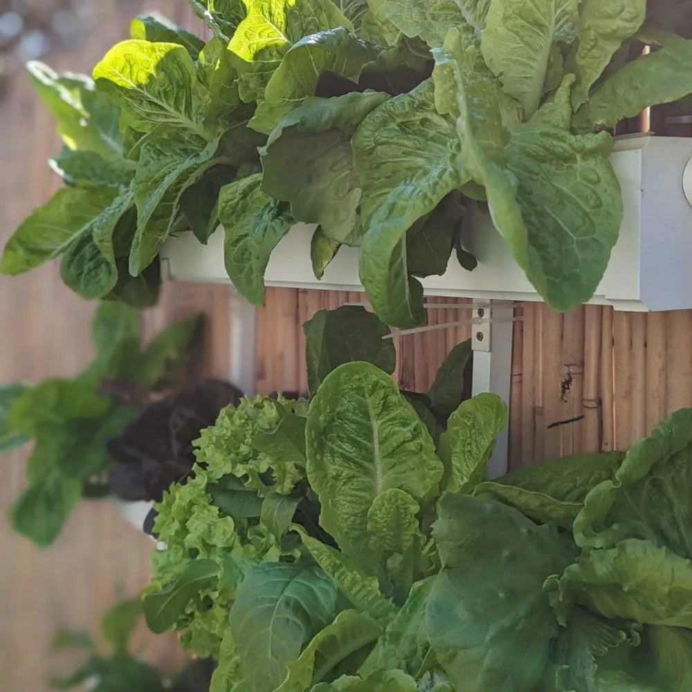 Wally hydroponic system growing in a real home