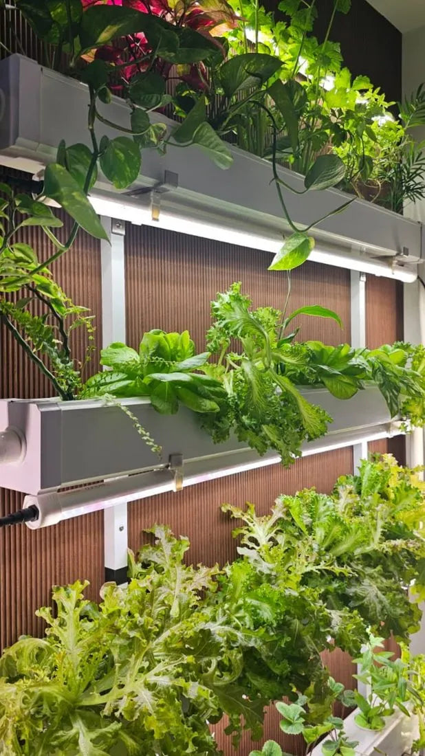 Wally hydroponic system growing in a real home