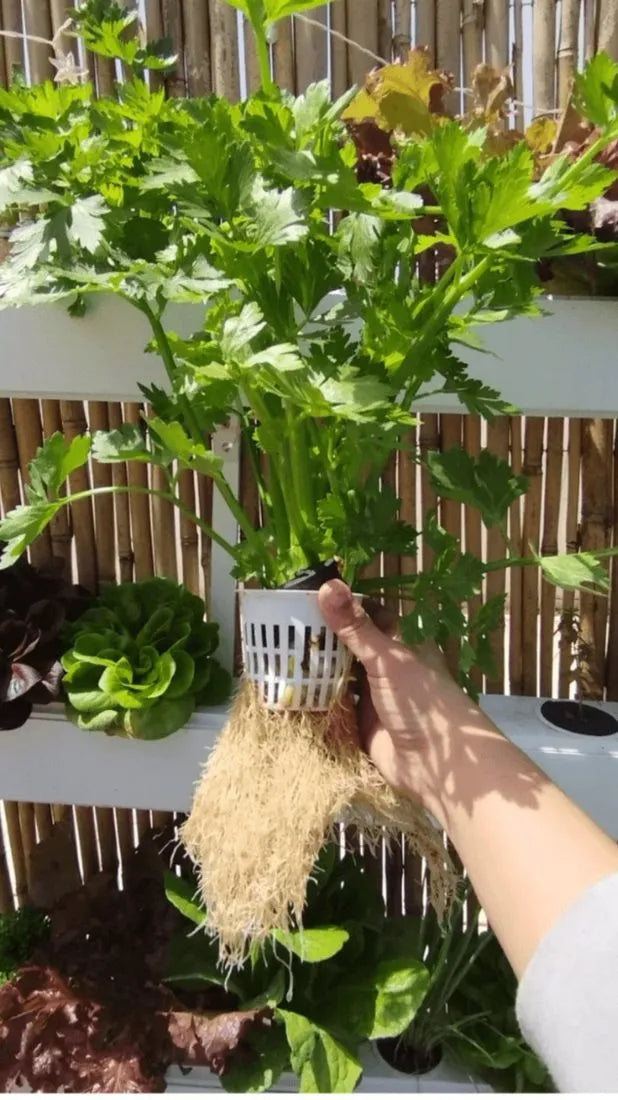 Wally hydroponic system growing in a real home