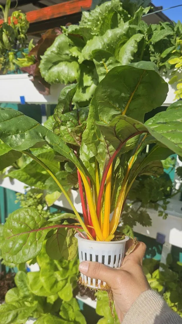 Wally hydroponic system growing in a real home