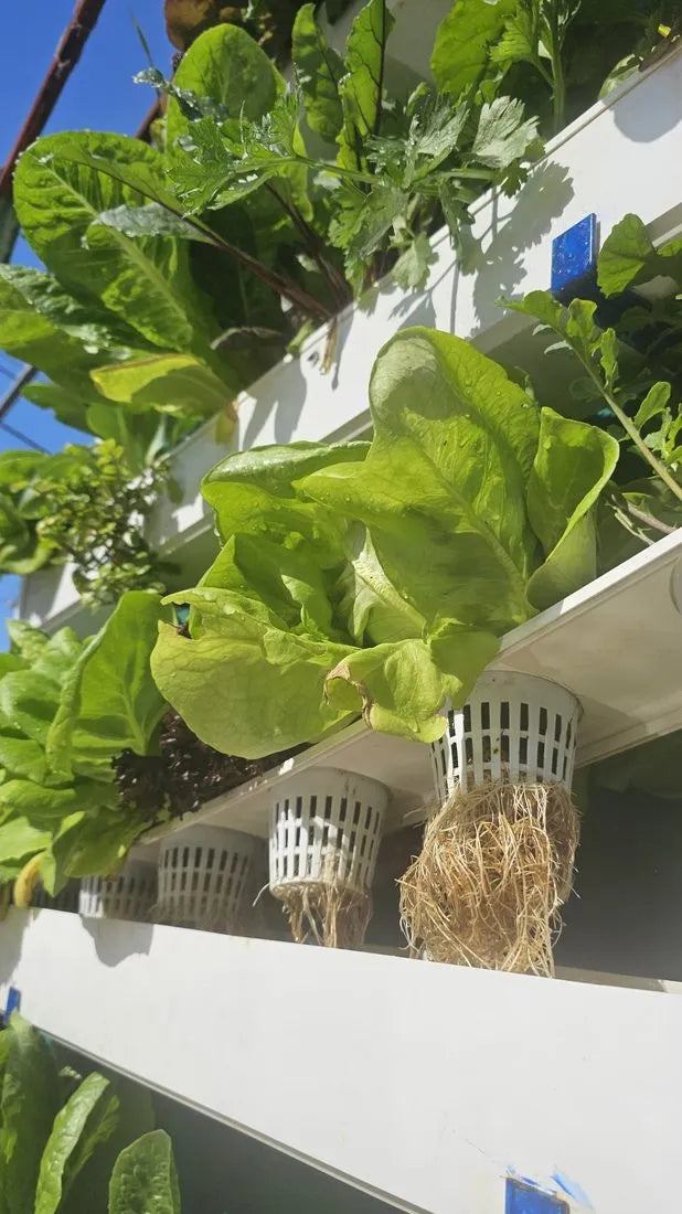 Wally hydroponic system growing in a real home