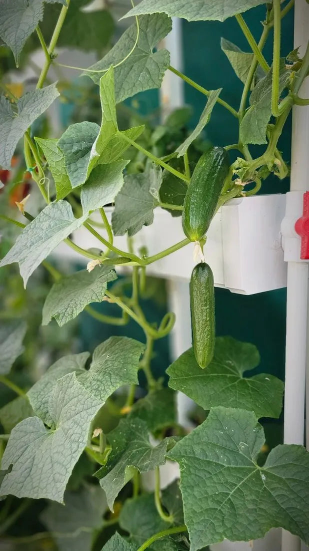 Wally hydroponic system growing in a real home