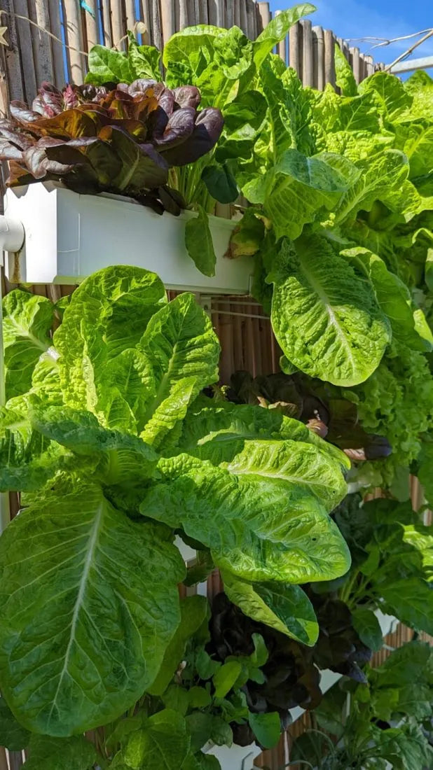 Wally hydroponic system growing in a real home