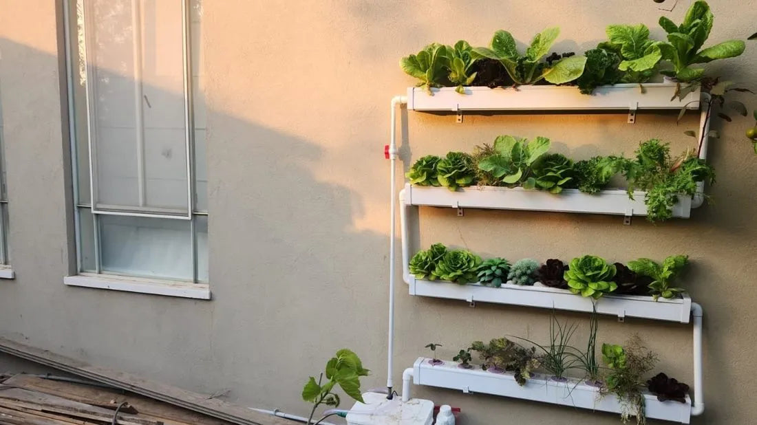 Wally hydroponic system growing in a real home