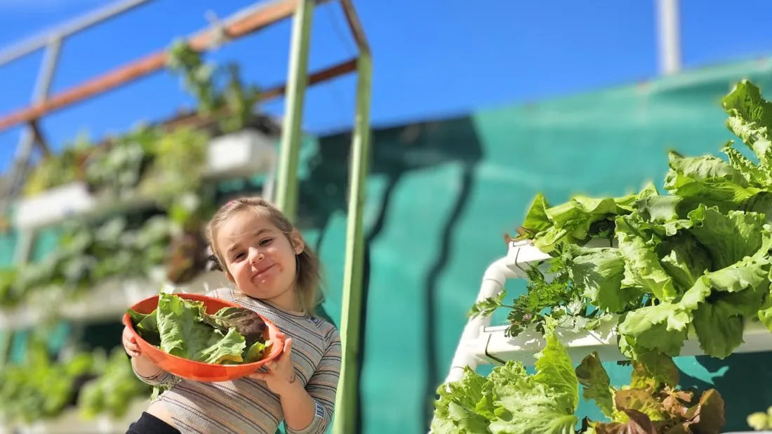 Wally hydroponic system growing in a real home