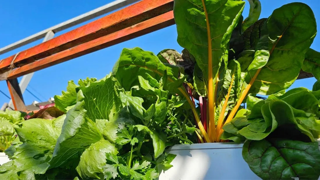Wally hydroponic system growing in a real home