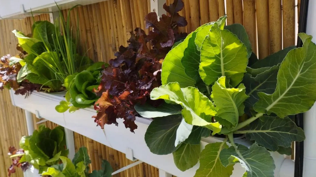 Wally hydroponic system growing in a real home