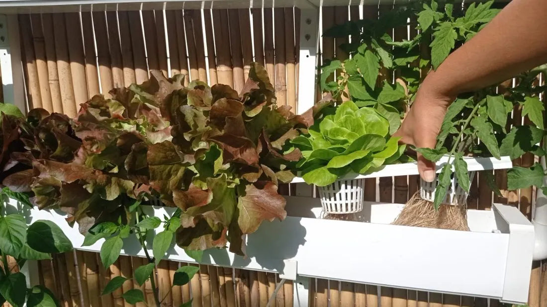 Wally hydroponic system growing in a real home