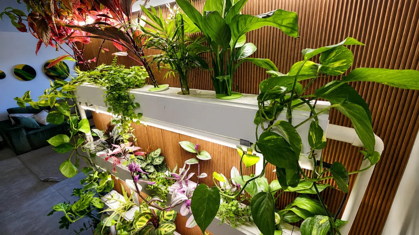 Customer growing with a NatureTech system at home