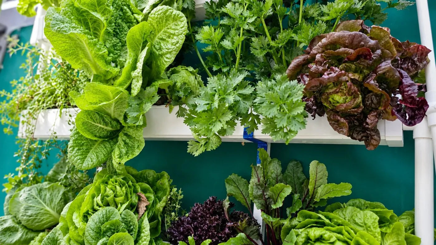 Customer growing with a NatureTech system at home