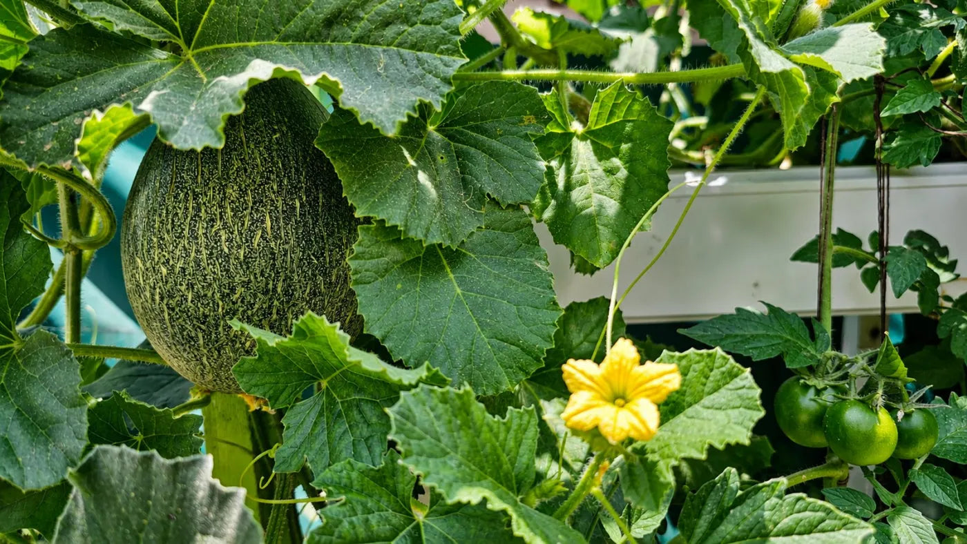 Customer growing with a NatureTech system at home