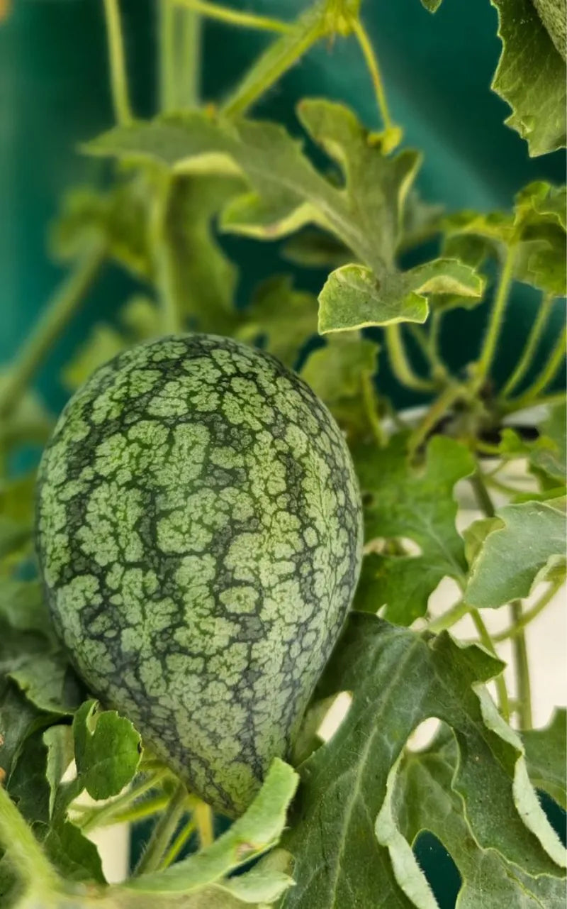 A NatureTech customer's plants growing at home