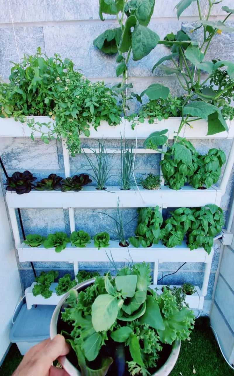 A NatureTech customer's plants growing at home