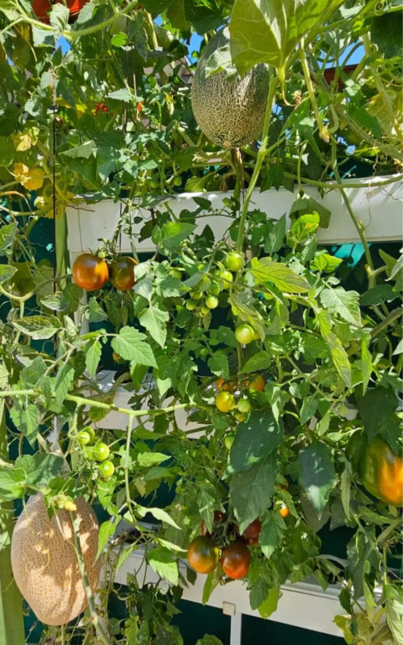 A NatureTech customer's plants growing at home