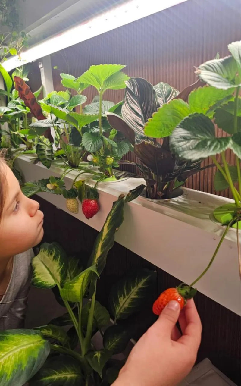 A NatureTech customer's plants growing at home