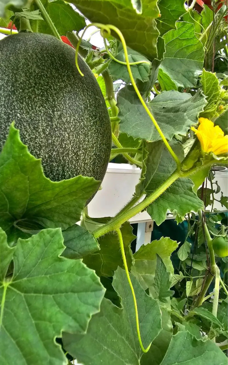 A NatureTech customer's plants growing at home