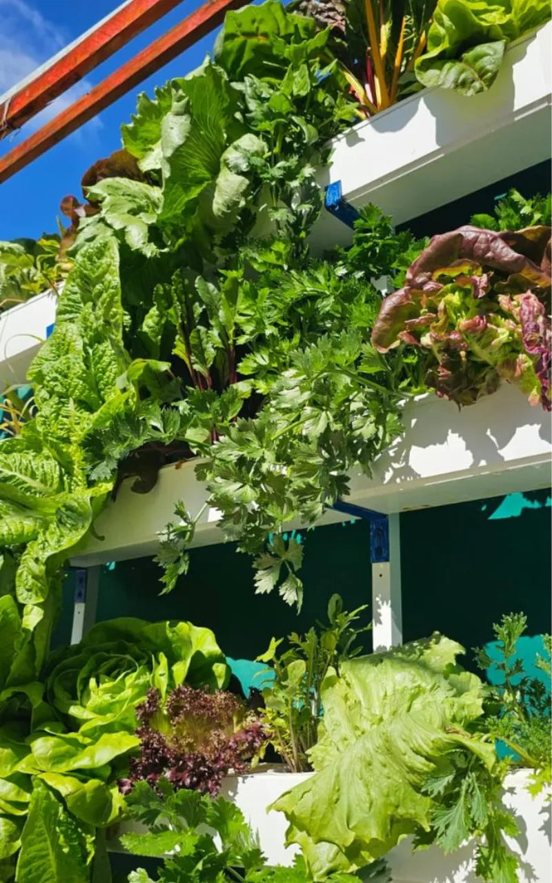 A NatureTech customer's plants growing at home
