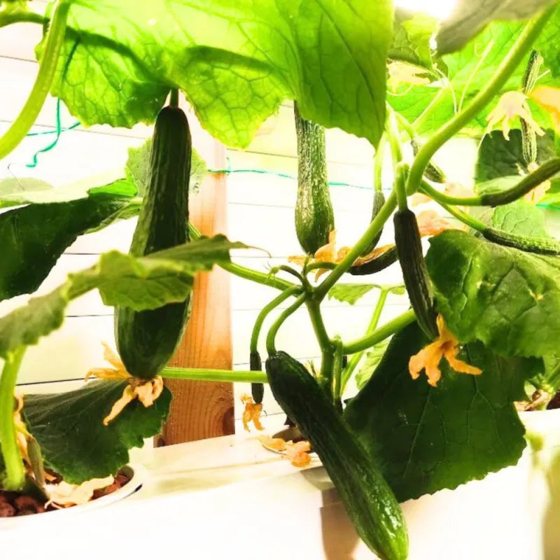 A NatureTech customer's plants growing at home