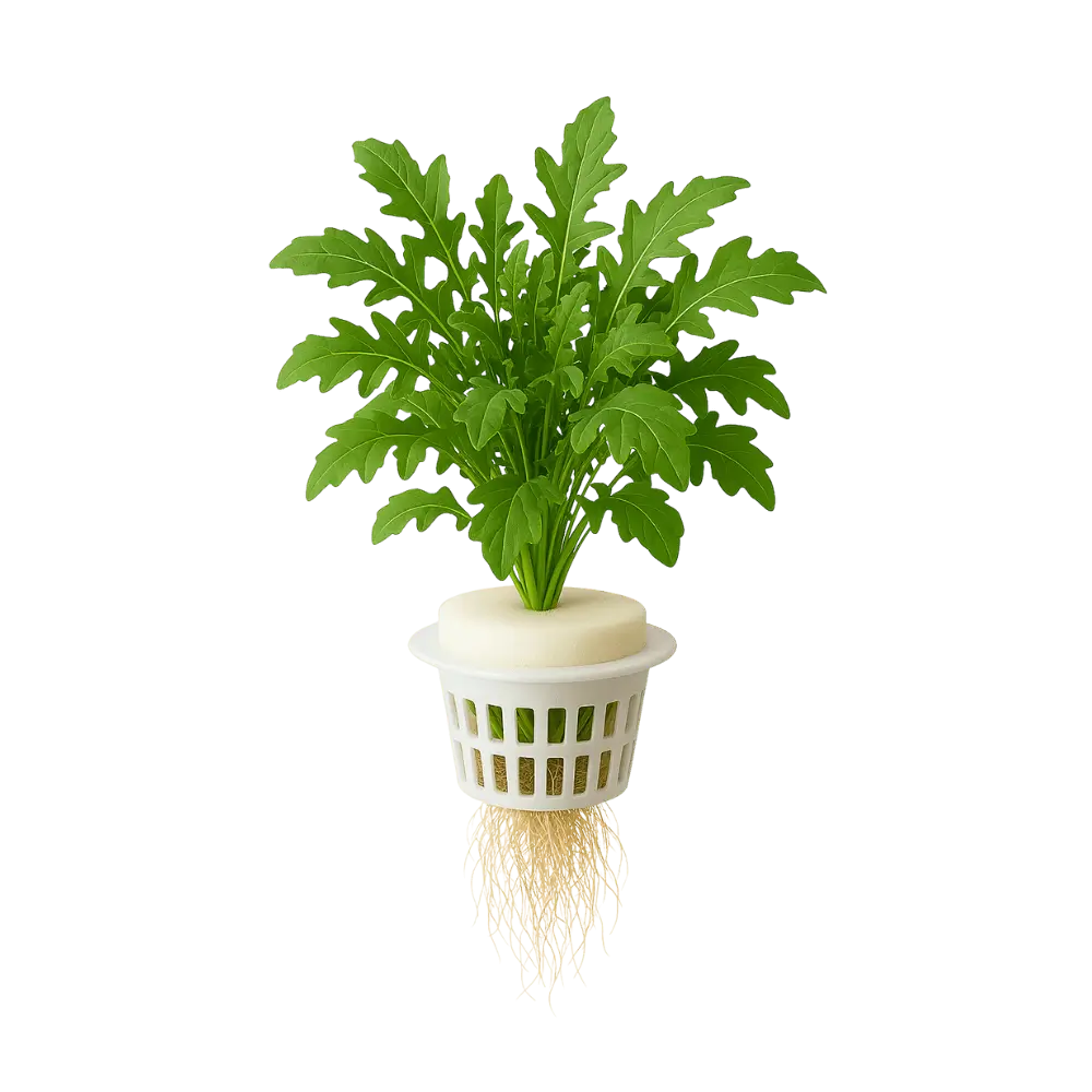 Arugula