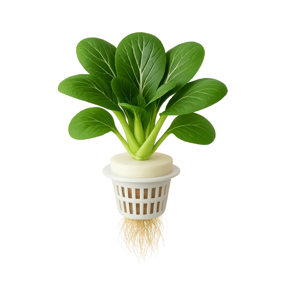 Bok Choy