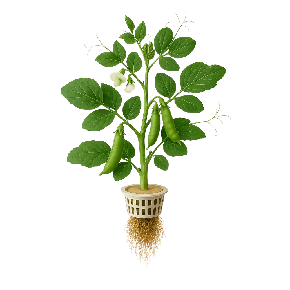 Garden Pea