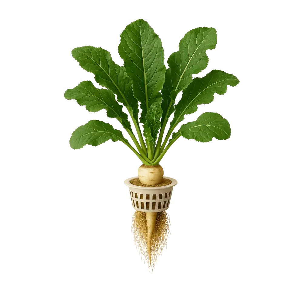Horse Radish Leaf