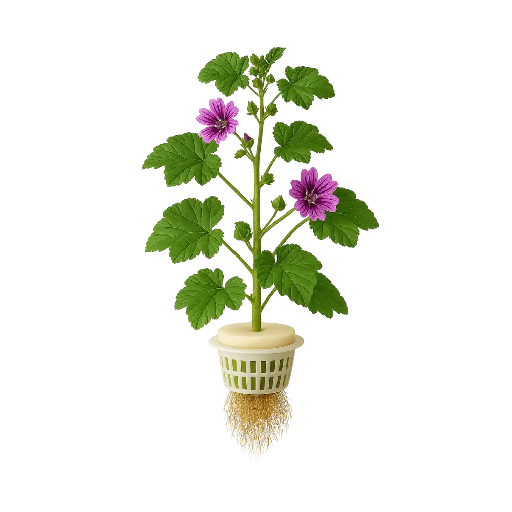 Mallow