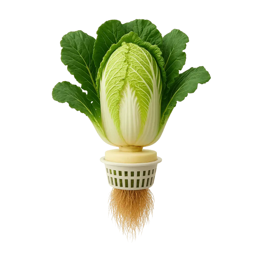 Napa Cabbage