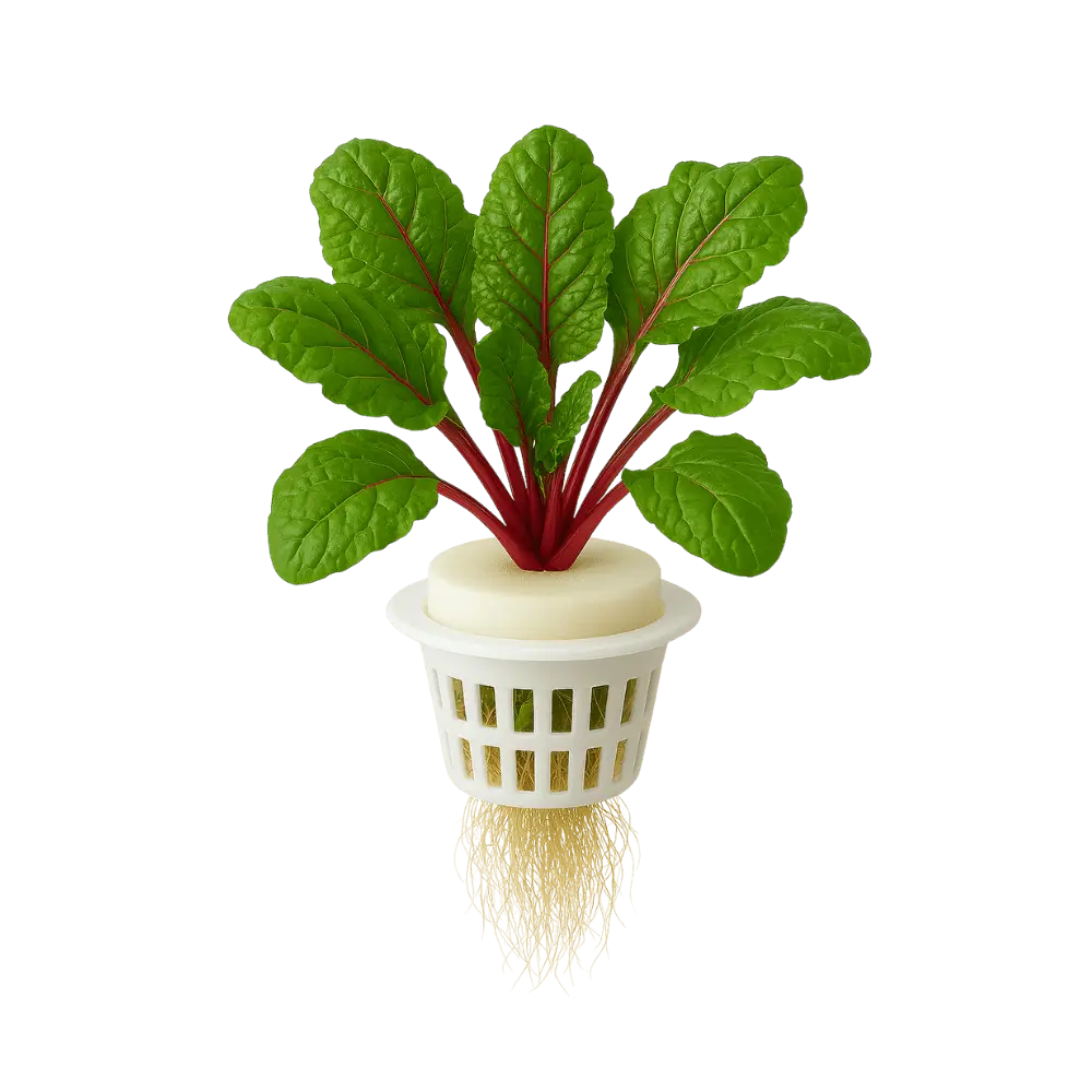 Swiss Chard