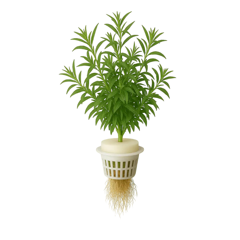 Tarragon