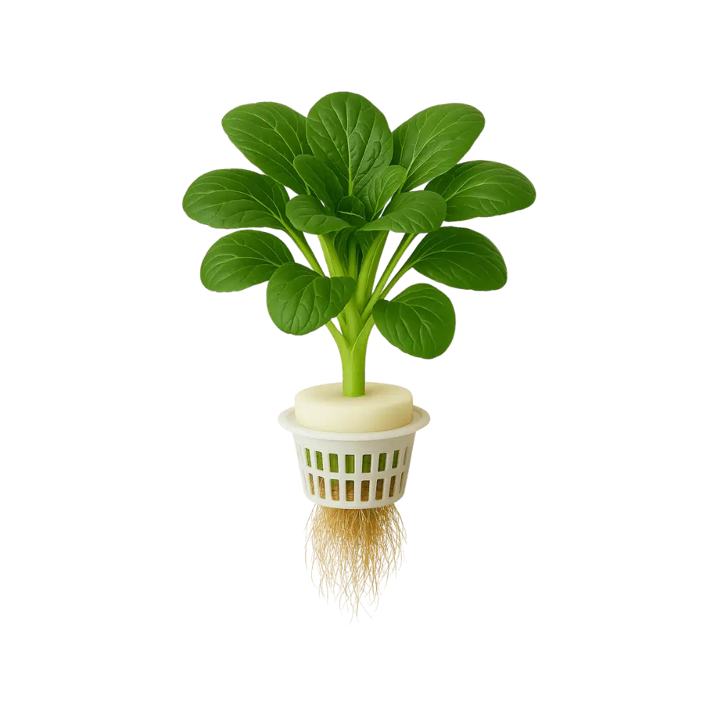 Tatsoi
