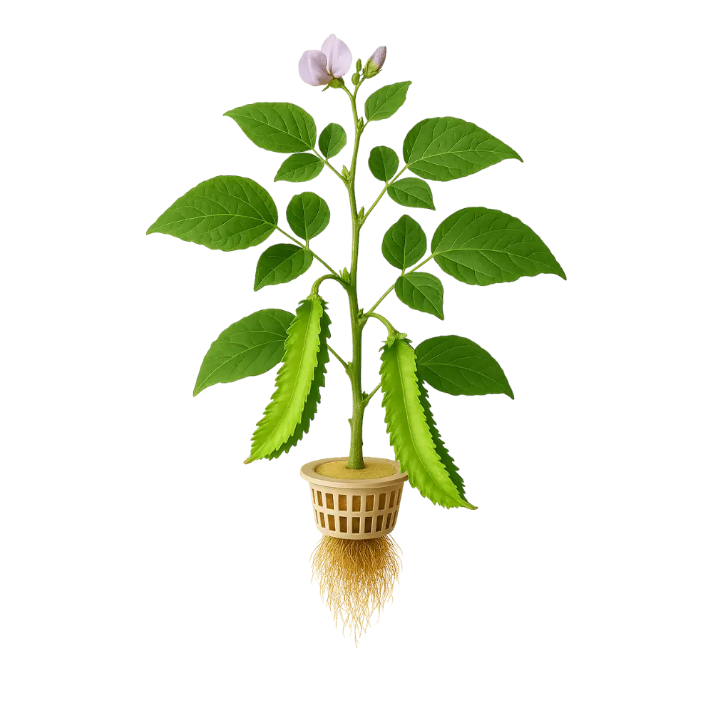Winged Bean